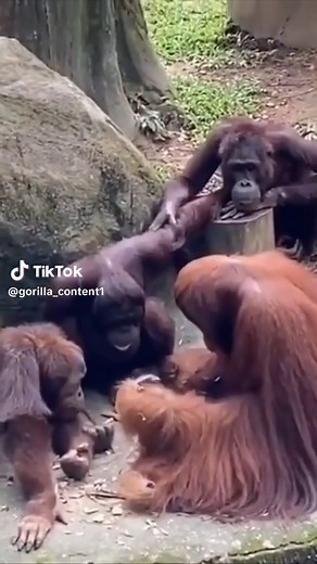 Orangutan teaches others how to use tools #primates #tools #smart | Orangutans