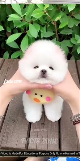 The theft was caught 😱⁉️#factsulagam #shorts