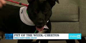 Pet of the Week: Cheetos