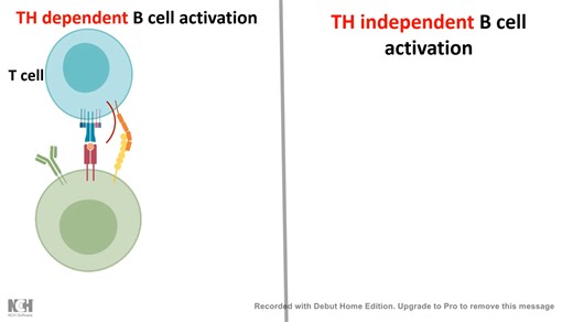 B cell activation