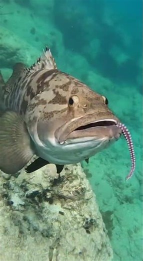 Giant Fish Swallows Octopus 😱🐟🐙 | Wild Ocean Moment