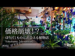 #005【植物店巡り】価格崩壊!? ほりだしものに出会える植物店 (横浜 sbotanical)