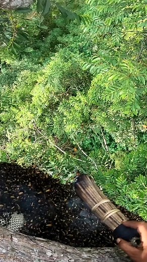 Panen madu hutan di pohon tinggi #vloggerlebahmaduindonesia #berburu