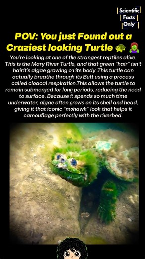 The Strangest looking Turtle That Breathes Through Its Butt 🧟‍♀️🐢