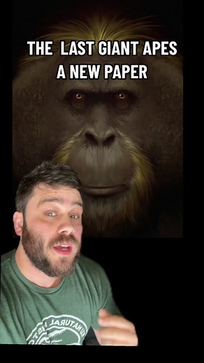 The last gigantopithecus #sciencetok #giants #learnontiktok #evolution #science #edutok #stem #paleontology #ape #scienceteacher #gigantopithecus #bigfoot #archaeology #ancient #history #extinct