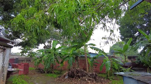 Panoramic shot of a banana plantation near a humble brick house in the Valles del Tuy in Caracas, Venezuela, on a rainy day