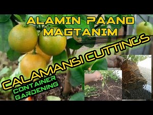 Calamansi Cuttings