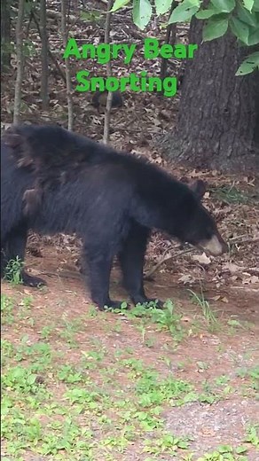 ANGRY 😠 😡 Black Bear Snorting/Warning me as I was too close #blackbear 🙏 PleAse Subscribe