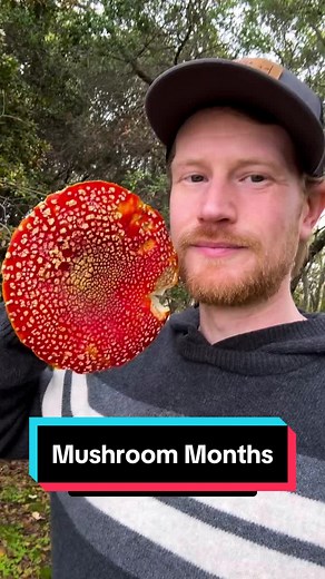 Exploring Mushroom Months: A Dive into Mycology and Wild Mushrooms