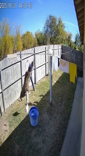 “CCTV Captures Jaguar Attacking Woman in Broad Daylight | Backyard Footage”📝 Description: