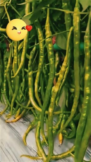 How Chilies Grow Fast | Organic Chili Harvest Moments |#shorts