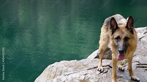 Lake Ledinci in Serbia country. A beautiful purebred dog stands near a clear lake with turquoise water and poses. A wet red-haired black German Shepherd after swimming in a pond on a sunny summer day