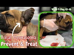Dog has a Swollen ear / How to treat Aural Hematoma & prevent