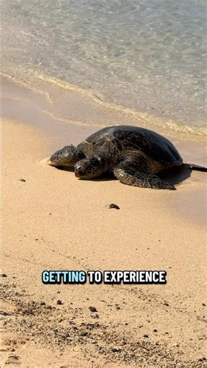 Seals and sea turtles in beautiful Kauai! 🦭🐢