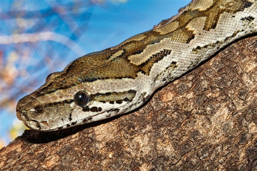 When This Python Tried to Eat an Antelope, Things Took a 'Sharp' Turn