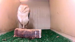 Anthony brought this juvenile Barn Owl to us on 27th December are he found him on the floor in one of his cattle sheds. Fortunately his wing was just bruised but for a Wild bird this small injury could be a death sentence, Barn Owls are small birds and don’t have much reserve so 2 or 3 days without successful hunting trips and they will be too weak to hunt . Rosie forced fed him for a few days , I must find a better word for “ force feeding “ it gives me flash backs of when I was a young fella w