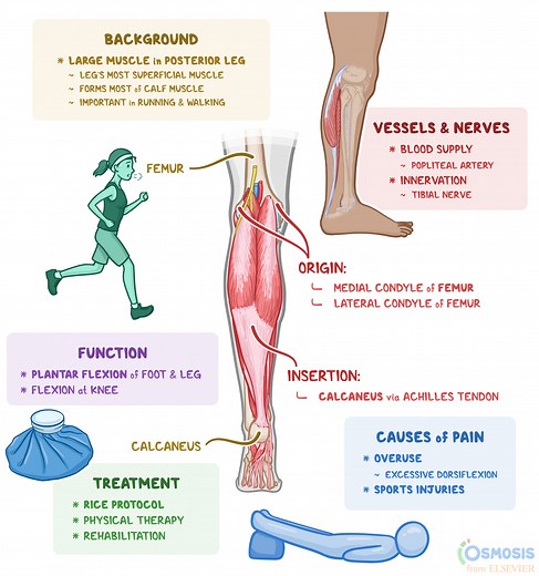 Gastrocnemius: What Is It, Location, Injury, and More  | Osmosis