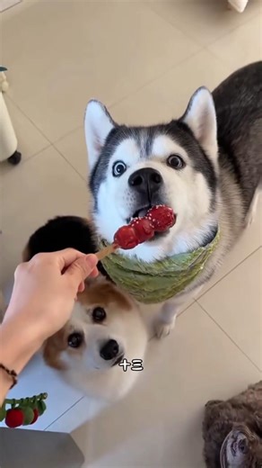 Hey, Mia. Where did you hide my diamond? Here, take it. I didn't hide it anywhere.