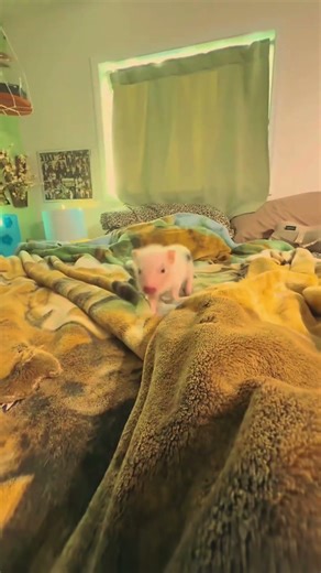 This baby piggy is too adorable #piglets #cute #viral #tinypigs #shorts #aesthetic #animaledit