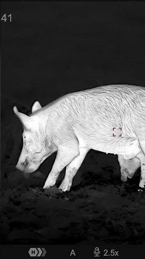 The Pulsar Thermion 2 LRF XL60 Thermal Imaging Rifle Scope #thermalhunting #pulsarthermion #pulsar