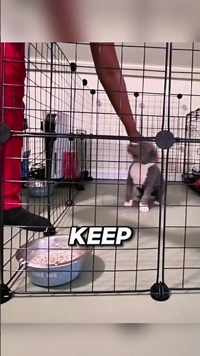 Do This With Your New Puppy From Day One! 🐶