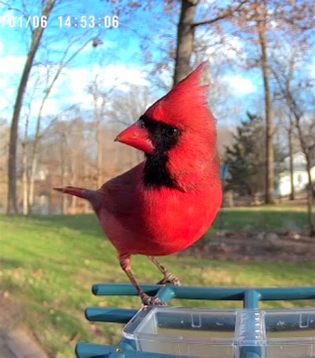 Hi there! #Bird #outdoor #Cardinal #BackyardBirds | birds