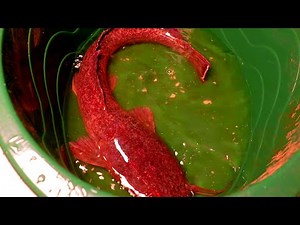 BRIDE OF THE WATERS (S01_EPISODE 12)