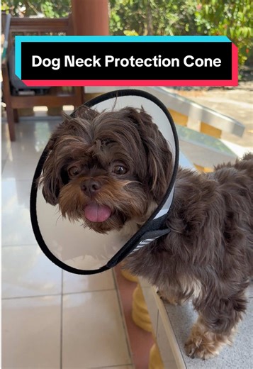 para iwas ngat2 binilhan ko na ng Cone Protection alaga ko. #petcollarcone #dogneckcollar #petelizabethcone #dogsoftiktok #petsoftiktok