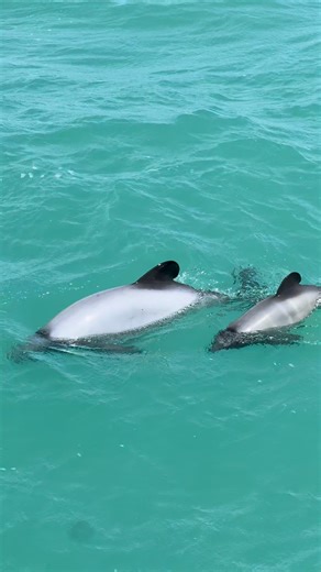 Epic weather, epic friends ☀️🐬 Unforgettable dolphin sightings in Akaroa!! ✨ | Akaroa Dolphins