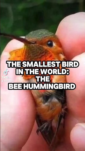 The Smallest Bird in the World: The Bee Hummingbird #hummingbird #nature #facts