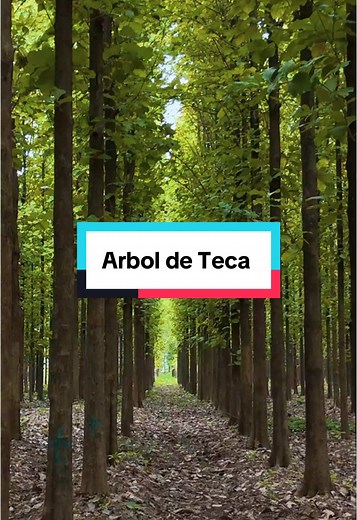 Récord Mundial de Crecimiento del Árbol de Teca