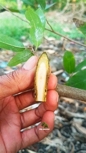 Learn grafting sirkaya fruit 🌳 #plants #short #gardening
