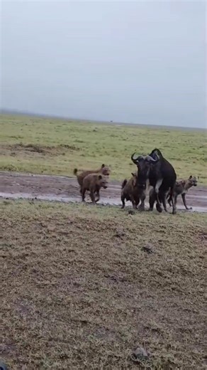 Hyenas attacking a wildebeest #hyena #safari #nationalgeographic #wildlifephotography #magicalmoments #bigfive #wildanimals #wild #travelwithme #natgeowild #cats #animals #wildlife #magic #magicalkenya #maasaimara #travel | Evans Kimojino