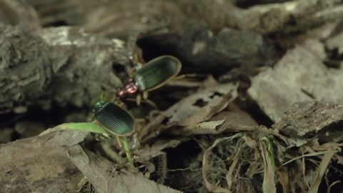 Beetle vs Frog: The Deadly Battle Between a Small Predator and Its Amphibian Prey!