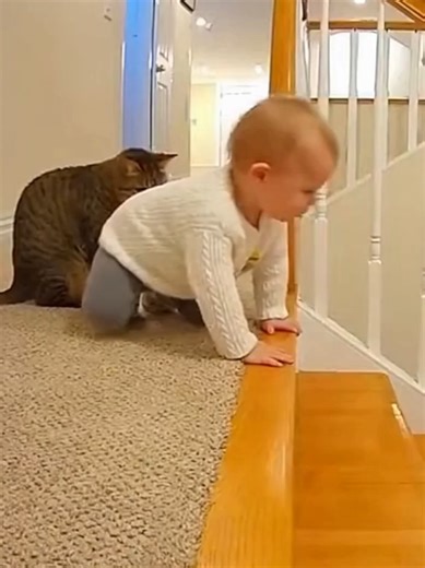 Cat Saves Baby at the Last Second #herocats #CatGuardian #BabyRescue #petheroes #CCTVFootage #CatSavesBaby #ViralCat #caughtoncamera #ViralClip #ViralShorts #CatHero #BabySafety #BabySaved #CCTVRescue #CatRescue
