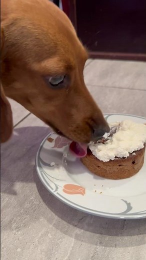 Dachshund’s Birthday Celebration!
