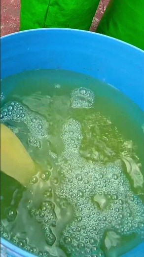 How to use Mustard cake as Fertiliser for Plants EASY !