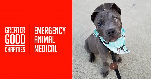 Emergency Animal Medical