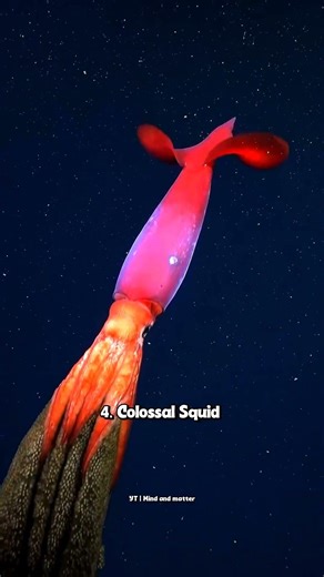 Unseen ocean creatures lurking in the deepest parts of our planet 🌊👀