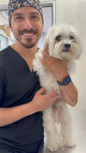 Leo’s face (the other one) 😂 Description in the first comment ⬇️ #vet #vetmed #hernia #vetmedicine