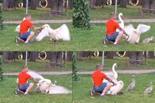 Vyro elgesys pašiurpino: nufilmavo, ką išdarinėjo su gulbe prie ežero