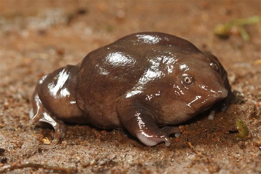 This Exceptionally Rare Frog Species Only Emerges From Underground During Monsoon Season