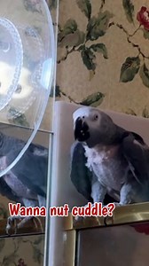 What the heck is a "nut cuddle"? #talkingparrot #cuddles #funnyparrot | Einstein the Talking Texan Parrot