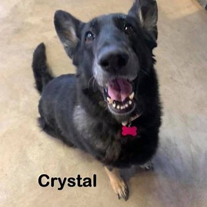 Good Monday Morning! TEN. Ten lives saved this week! Six of them seniors. Every single face in today's montage is NEW. Thank you to our wonder foster families who are helping us by providing safe and loving homes for these new guys! Look for introductions this week on all of these pups, but also feel free to comment below or submit an application if one of them catches your eye. http://www.savingpawsrescueaz.org/dogs/ | Saving Paws Rescue