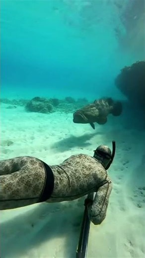 Giant Grouper Attacks Freediver — Caught on Camera