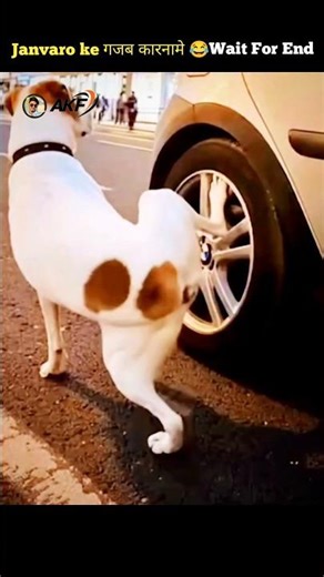 Janvaro ke गजब कारनामे 😂 Part-4 Funny 🤣 Video 🙏 subscribe #short #funny #facts