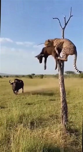 Can Bison Dad Save Calf from Leopard?