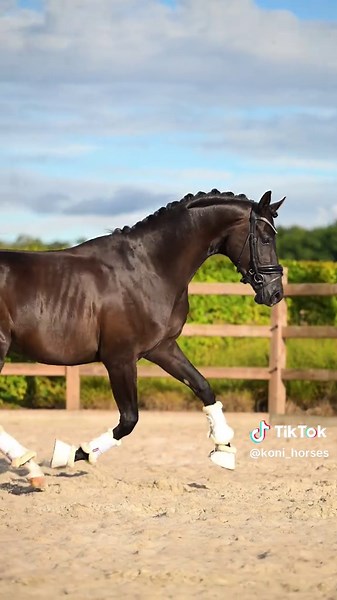 Neptune 🖤 2022 stallion | 167 cm | Nashville Star × Kaiser Milton Neptune is the type of young horse that instantly stands out - not only for his movement, but also for his mind! He’s been carefully started and is already super reliable under the saddle - showing a beautiful natural balance and a willing, easy character. • Broken-in and very trustworthy to ride • Exceptional temperament — calm, smart and people-oriented • Perfect vetcheck & fresh 2025 X-rays • No stable vices A rare combination