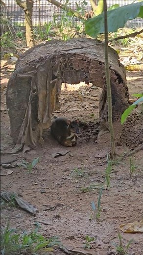Successful breeding of mouse deer in captivity #dst #mousedeer #pelanduk #captivity #conservation