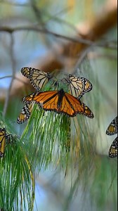 Vertical video in 4k 60 fps of a cluster of monarch butterflies (Danaus plexippus) swinging and fluttering on the branches of a pine tree in a coniferous forest in the State of Michoacan, Mexico.